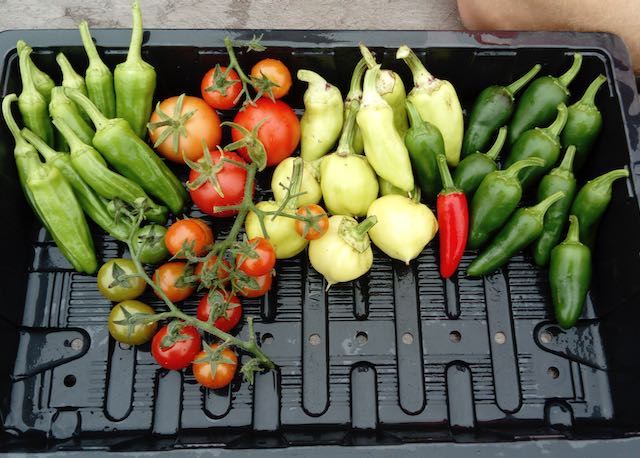 Blooming Brilliant! City & Guilds Success for Clients. 4 A tray of brightly coloured chillies and tomatoes grown by C&G clients