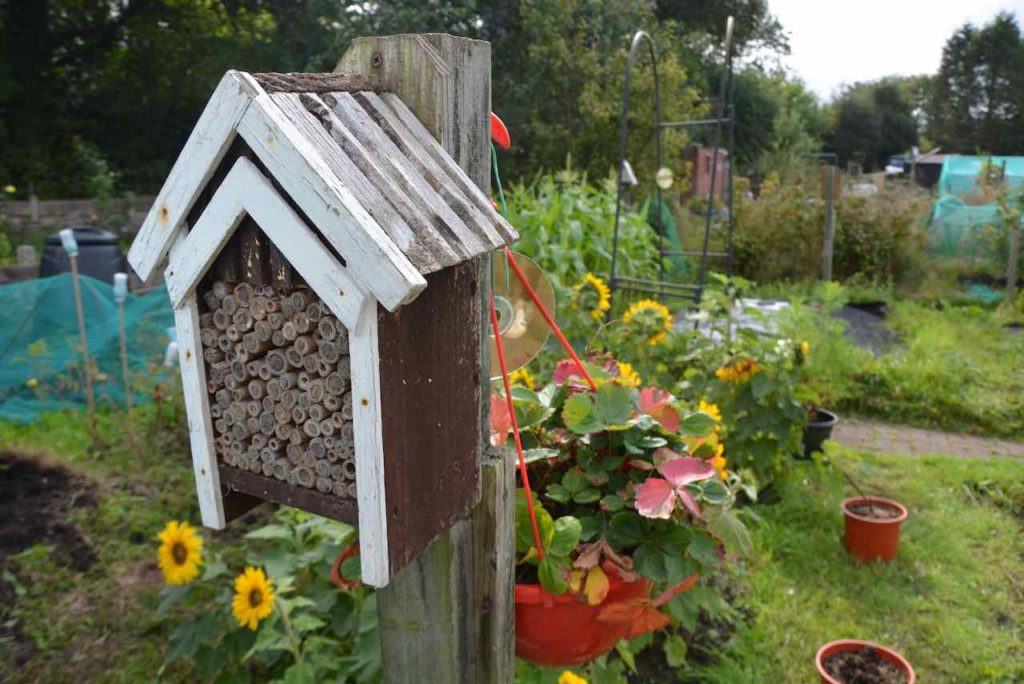 An "bee box" like a bird box at the allotment with sunflowers behind