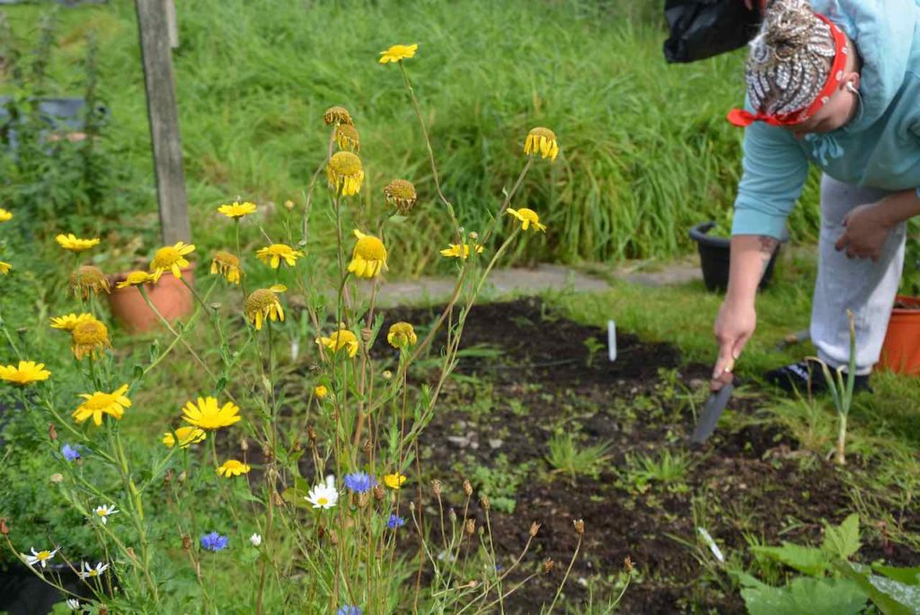 A veg bed being weeded by a MHN client with wild flowers in foreground